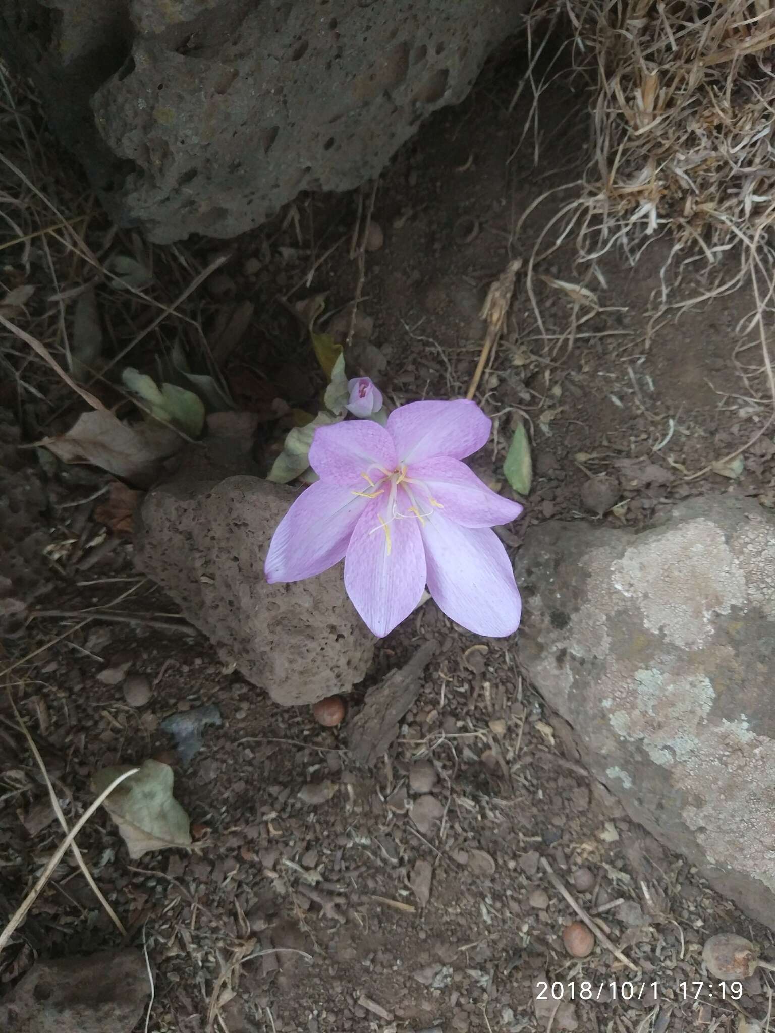 Image of Colchicum feinbruniae K. Perss.