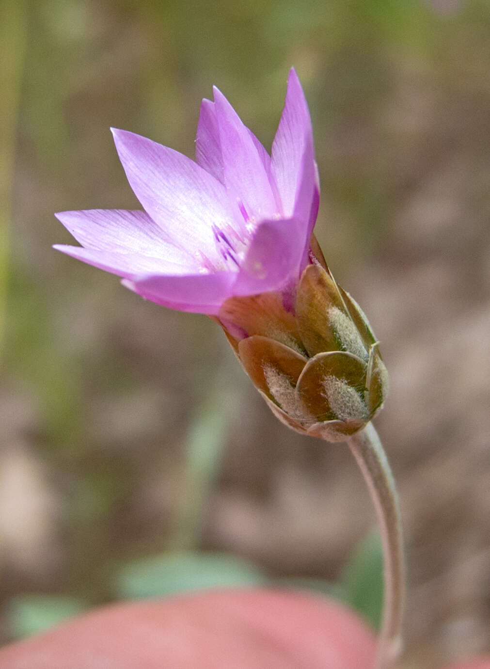 Sivun Xeranthemum cylindraceum Sibth. & Sm. kuva