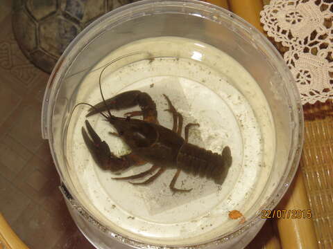 Image of Broad-clawed Crayfish