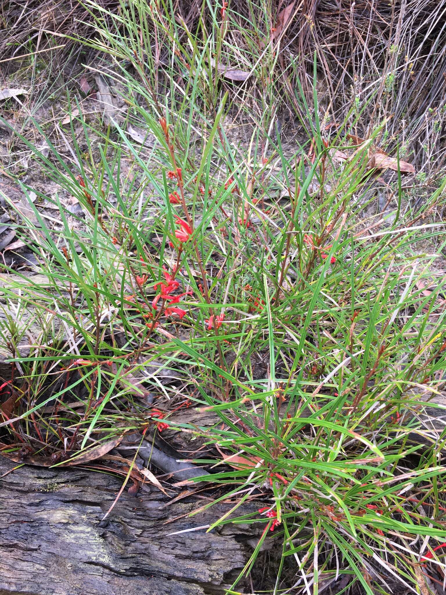 Image of Grevillea dimorpha F. Müll.