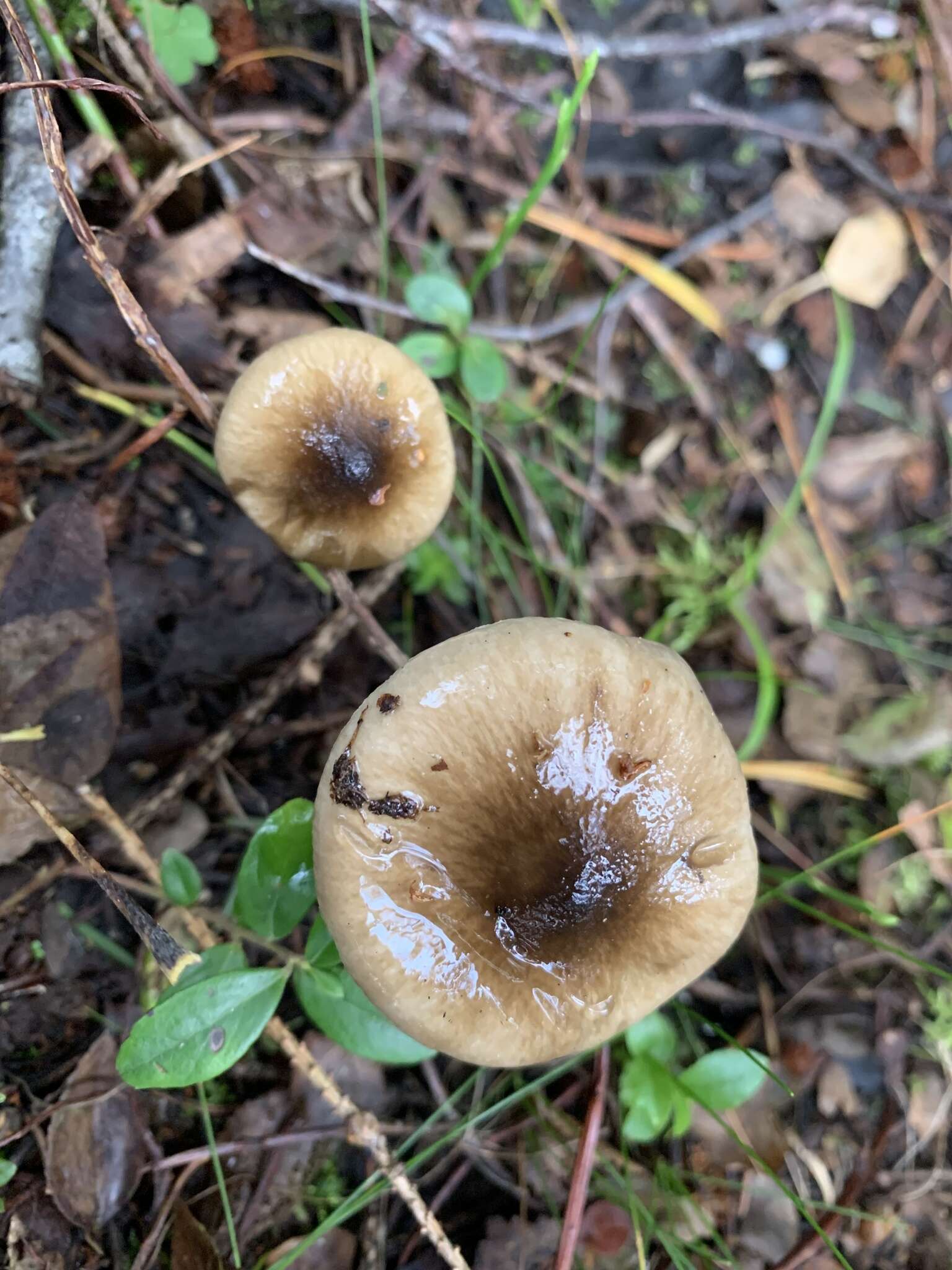 Слика од Hygrophorus olivaceoalbus (Fr.) Fr. 1838