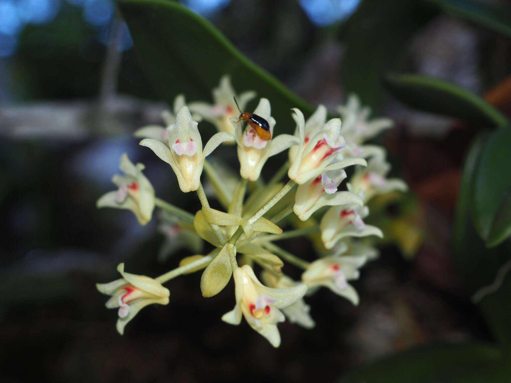 Image of Pinalia bractescens (Lindl.) Kuntze