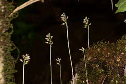 Image of Cheirostylis parvifolia Lindl.