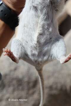 Image of Desert Woodrat