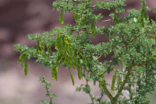 Image of Parkinsonia praecox (Ruiz & Pav.) Hawkins