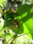 Image of Polistes japonicus de Saussure 1858