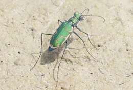 Image of Ellipsoptera rubicunda (E. D. Harris 1911)