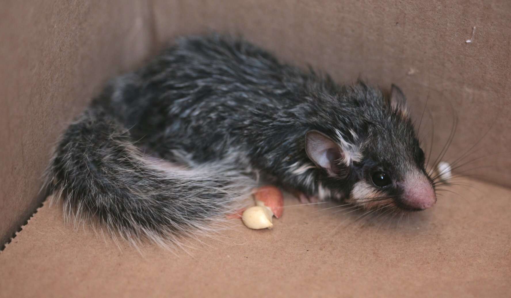 Image of Cape Dormouse