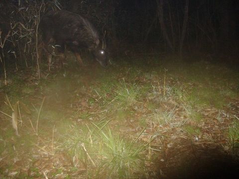 Image of Chinese Serow