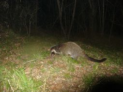 Image of Masked Palm Civet