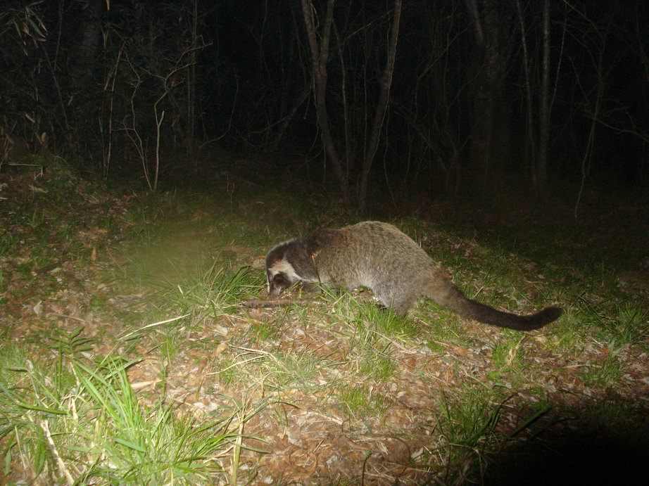 Image of Masked Palm Civet