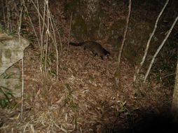 Image of Masked Palm Civet