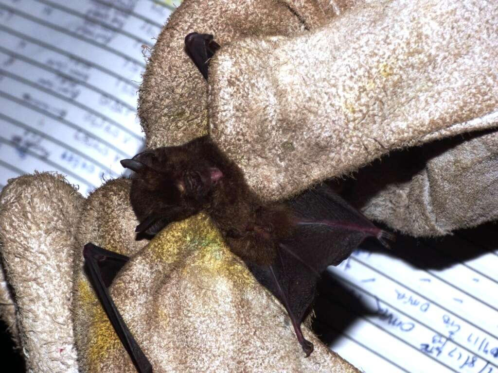 Image of Benito Leaf-nosed Bat