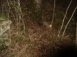 Image of Leopard Cat