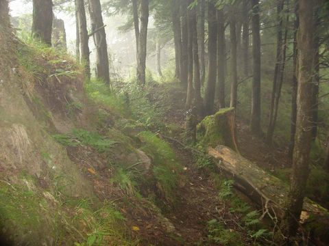 Image of Chinese Forest Musk Deer