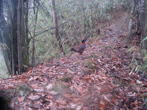 Image of Temminck's Tragopan