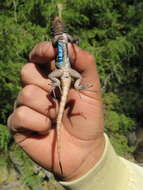 Image of Anahuacan Bunchgrass Lizard