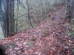 Image of Temminck's Tragopan