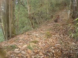 Image of Temminck's Tragopan