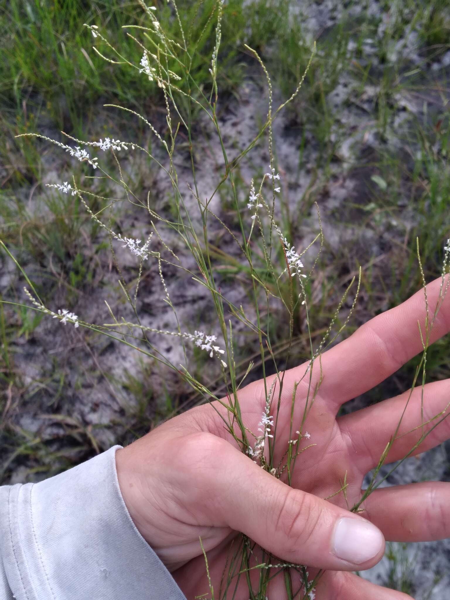 Image of hairy jointweed