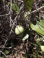 Image of Passiflora costata Mast.