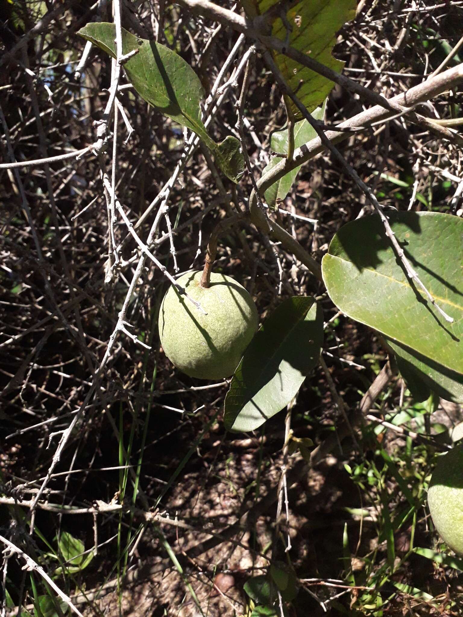 Passiflora costata Mast.的圖片