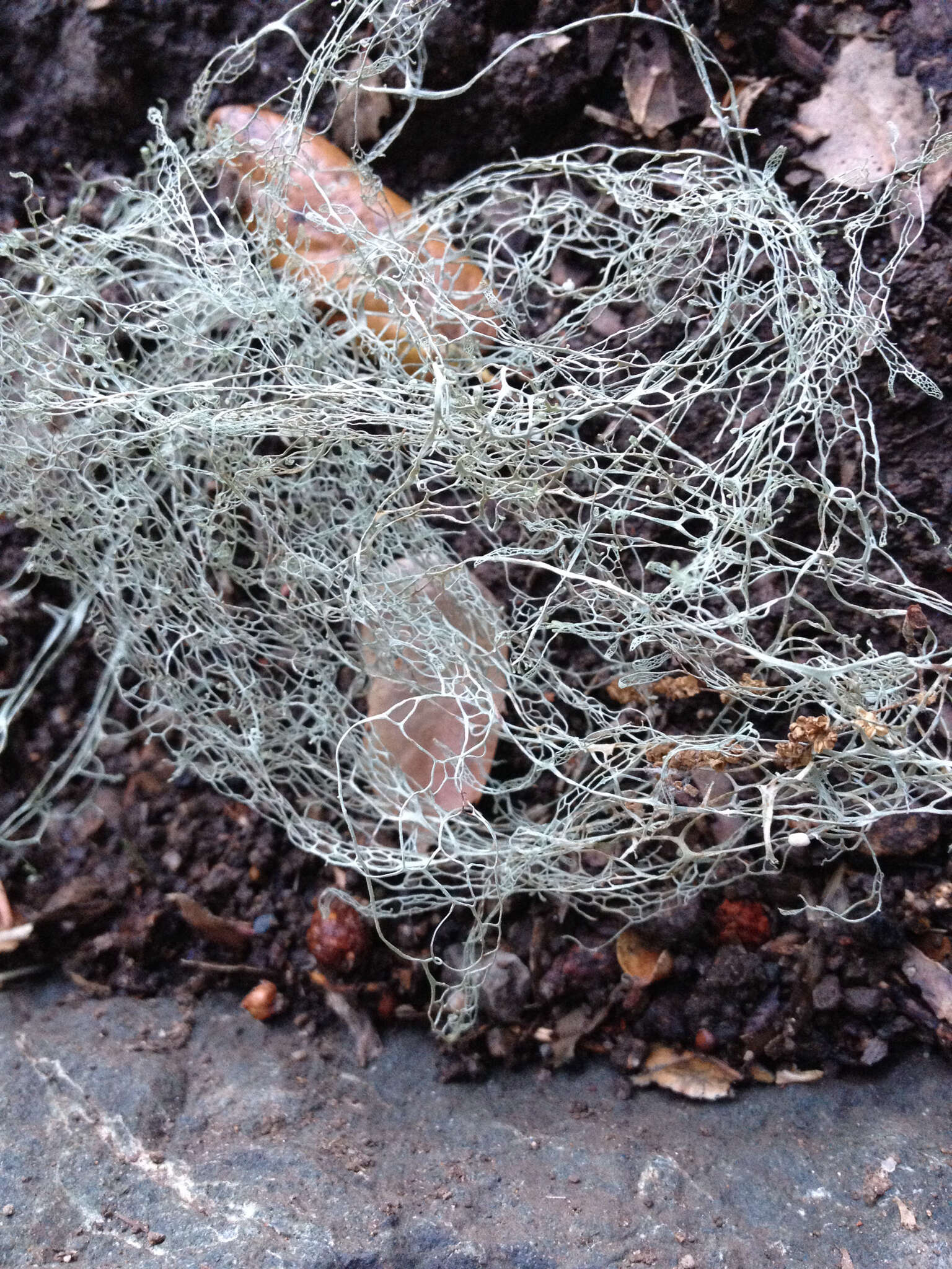 Image of Fishnet;   Menzies' cartilage lichen