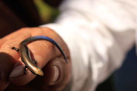 Image of Huaxteca Lesser Galliwasp