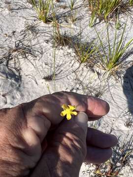 صورة Hypericum cumulicola (Small) P. Adams