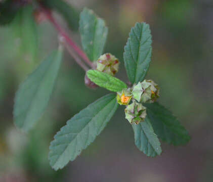 Image of Sida rhombifolia subsp. rhombifolia