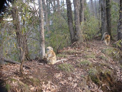 Image of Golden Snub-nosed Monkey