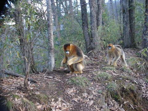 Image of Golden Snub-nosed Monkey