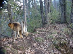 Image of Golden Snub-nosed Monkey