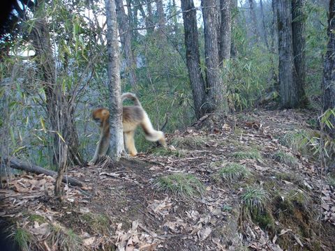 Image of Golden Snub-nosed Monkey