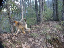 Image of Golden Snub-nosed Monkey