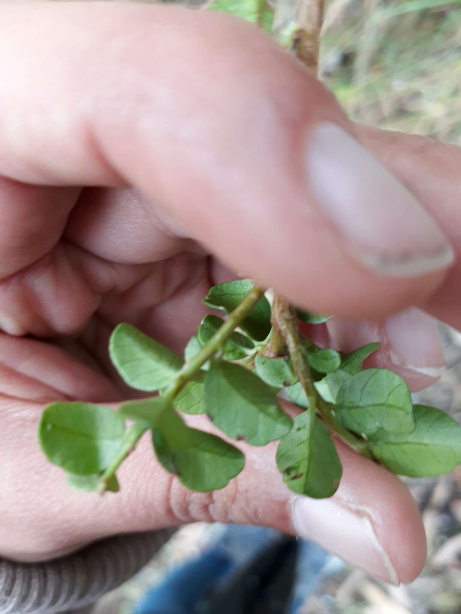 Image of Schinus microphylla I. M. Johnston