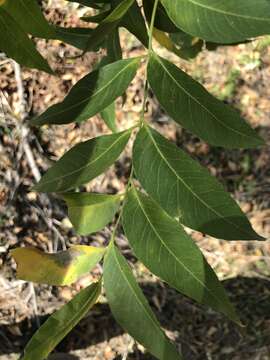 Image of wingleaf soapberry