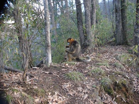 Image of Golden Snub-nosed Monkey