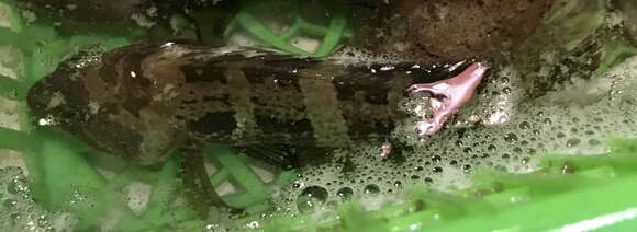 Image of Banded Grouper