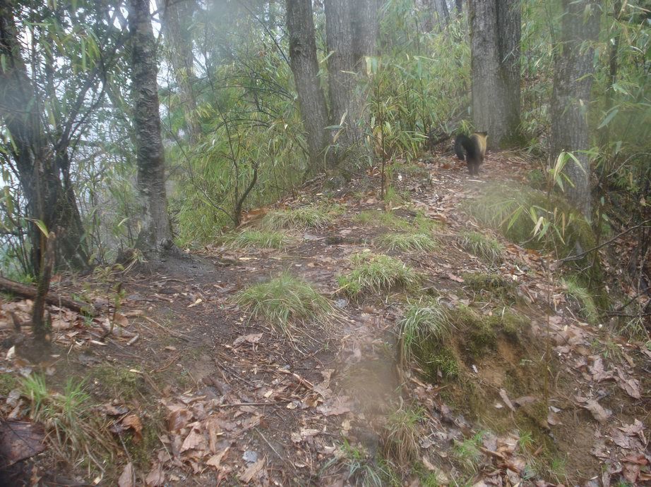 Image of Yellow-throated Marten