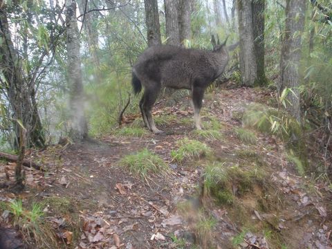 Image of Himalayan Goral