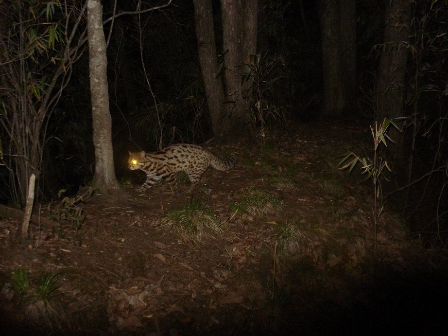 Image of Leopard Cat