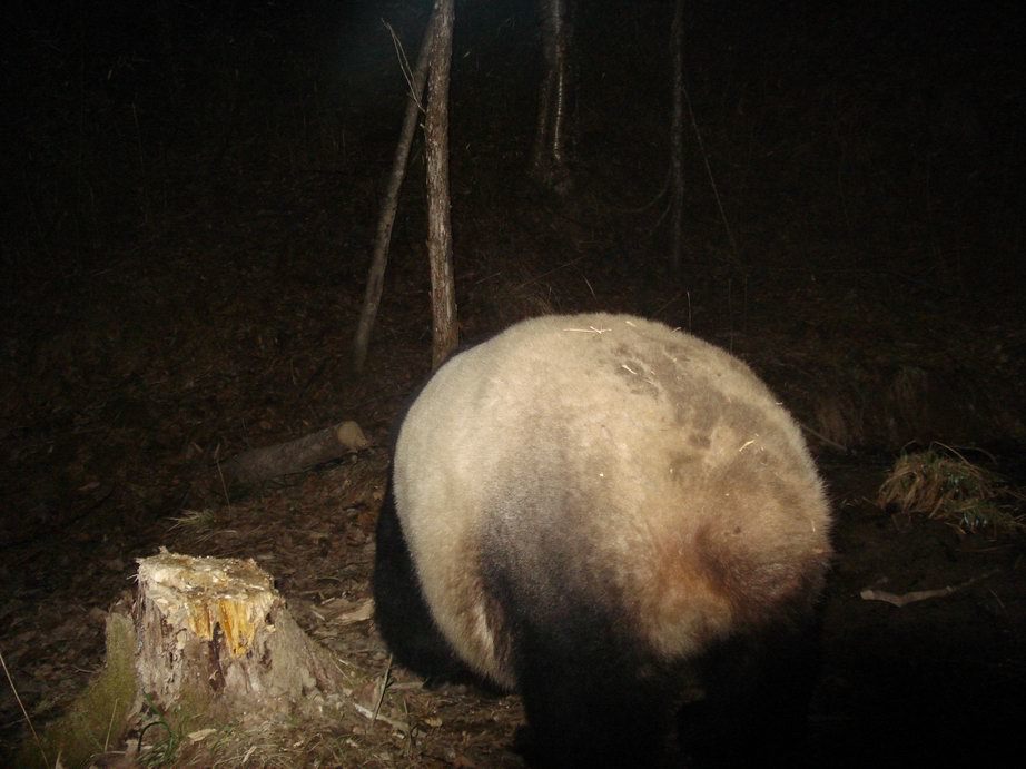 Image of Giant Panda