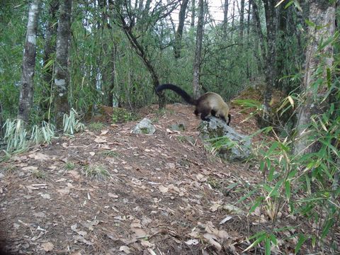 Image of Yellow-throated Marten