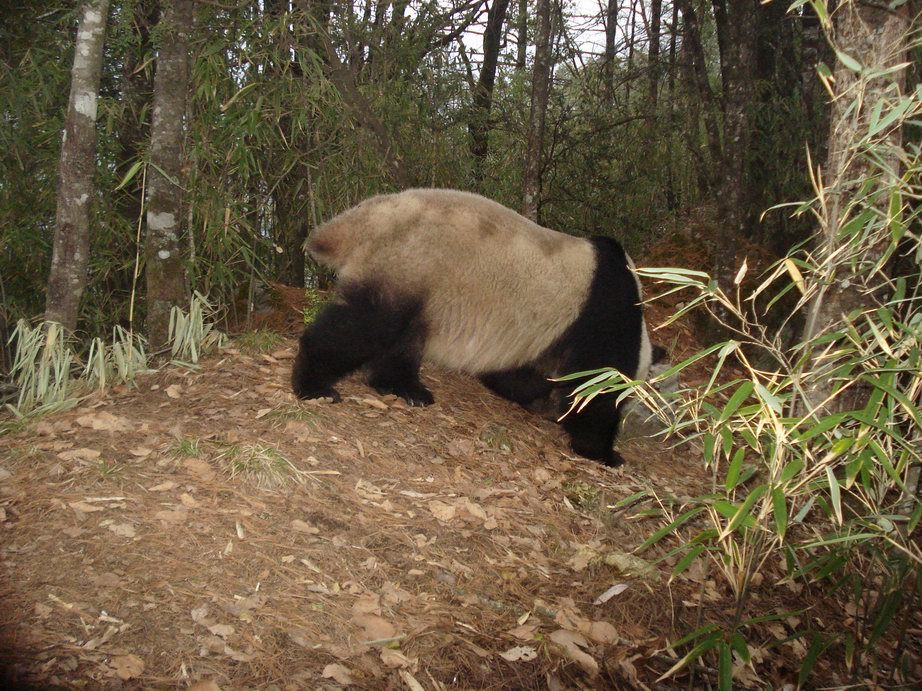 Image of Giant Panda