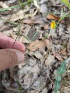 Image of Zornia dyctiocarpa var. filifolia (Domin) S. T. Reynolds & A. E. Holland