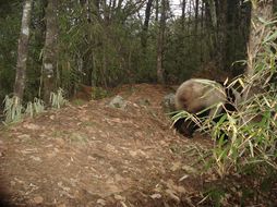 Image of Giant Panda