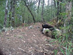 Image of Giant Panda