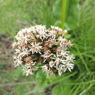 Image of Psacalium silphiifolium (B. L. Rob. & Greenm.) H. Rob. & Brettell