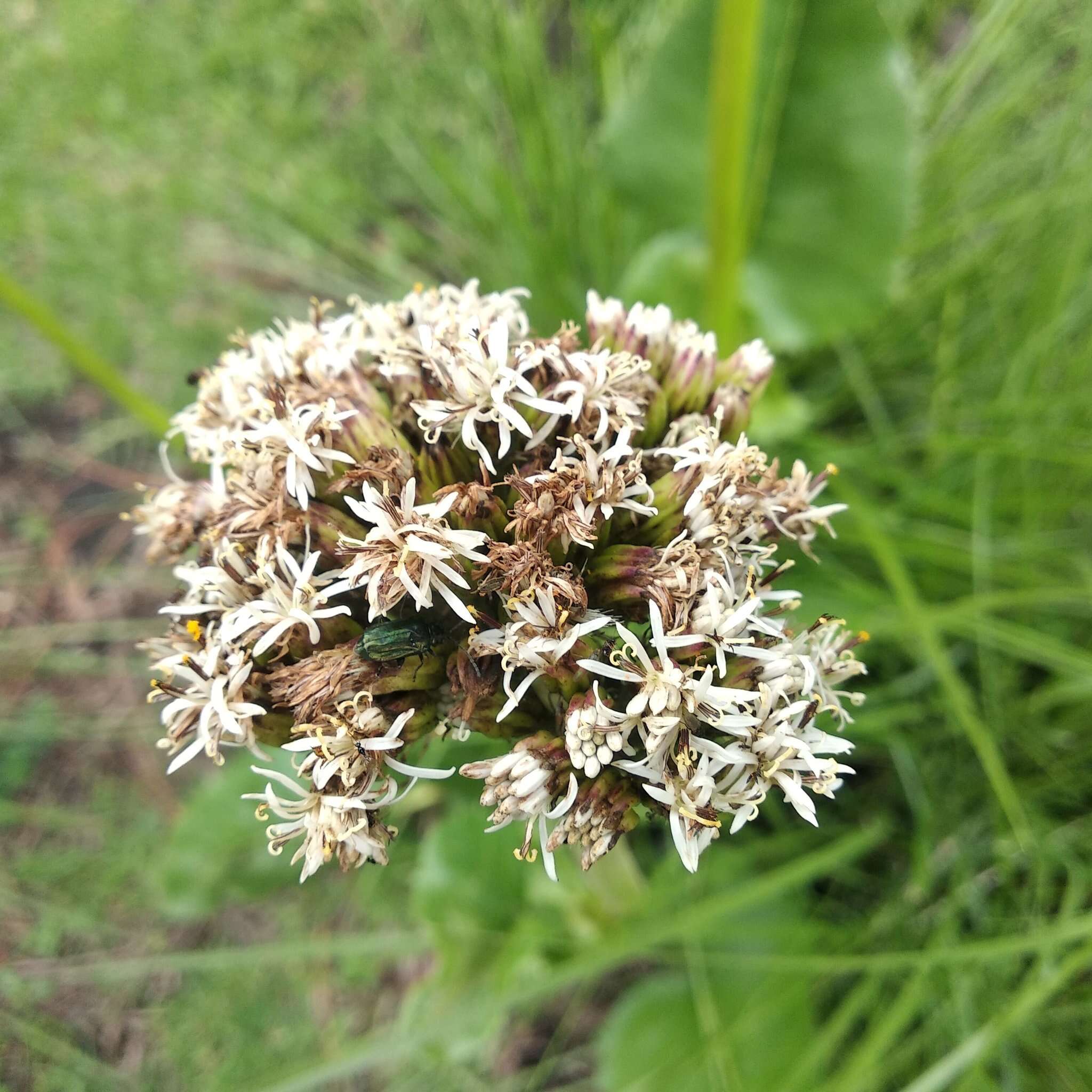 Image of Psacalium silphiifolium (B. L. Rob. & Greenm.) H. Rob. & Brettell